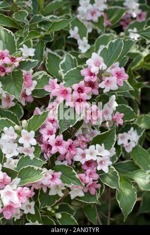 WEIGELA FLORIDA VARIEGATA Banque D'Images