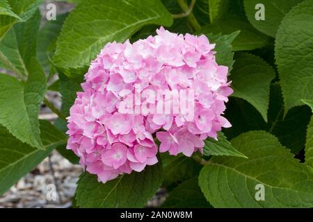 HYDRANGEA MACROPHYLLA BAILMER ENDLESS SUMMER Banque D'Images