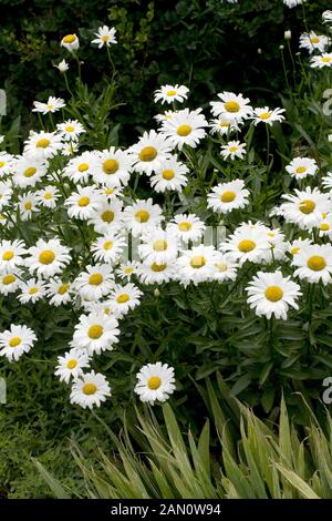 LEUCANTHEMUM SUPERBUM ALASKA Banque D'Images