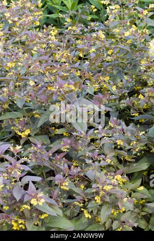 LYSIMACHIA CILIATA PURPUREA Banque D'Images