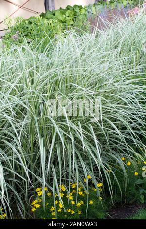 MISCANTHUS SINENSIS CABARET Banque D'Images