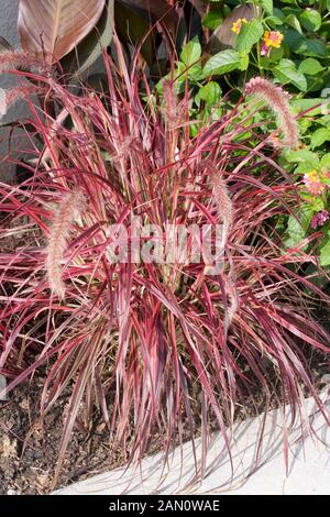 PENNISETUM SETACEUM FIREWORKS Banque D'Images