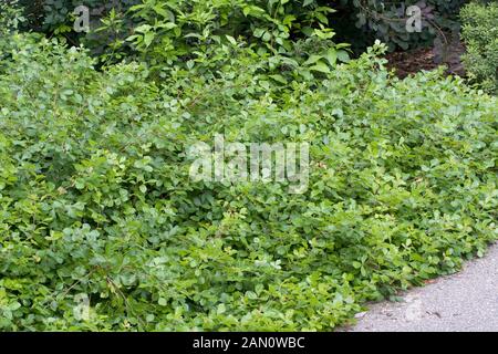 RHUS AROMATICA CULTIVONS-faible Banque D'Images