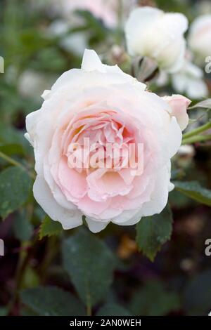 ROSA MORDEN BLUSH Banque D'Images