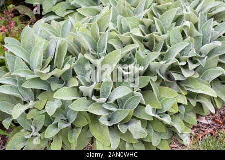 STACHYS BYZANTINA BIG EARS Banque D'Images