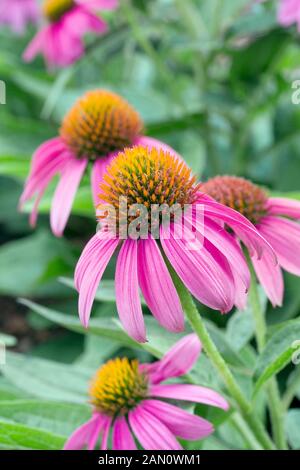 ECHINACEA PURPUREA 'POWWOW WILD BERRY' Banque D'Images