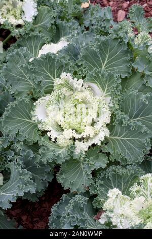 BRASSICA OLERACEA 'KAMOME' BLANC KALE Banque D'Images