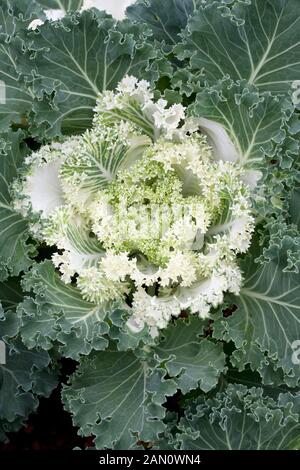 BRASSICA OLERACEA 'KAMOME' BLANC KALE Banque D'Images