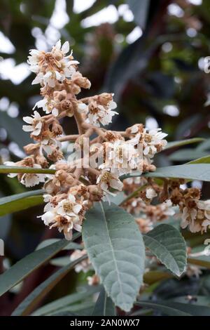 ERIOBOTRYA JAPONICA FLEURS Banque D'Images