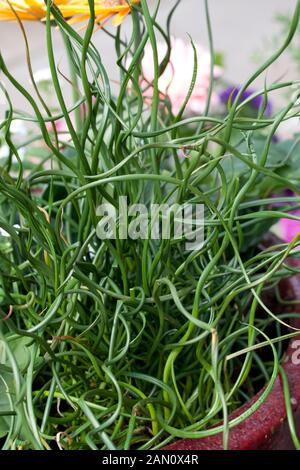 JUNCUS effusus 'Spiralis' Banque D'Images