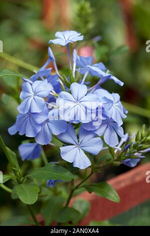 AURICULATA PLUMBAGO CAPENSIS Banque D'Images