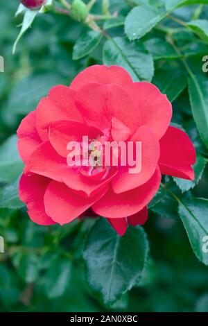 ROSA 'FLOWER CARPET SCARLET SUPREME' Banque D'Images