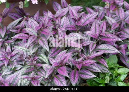 STROBILANTHES DYERIANUS BOUCLIER PERSE Banque D'Images