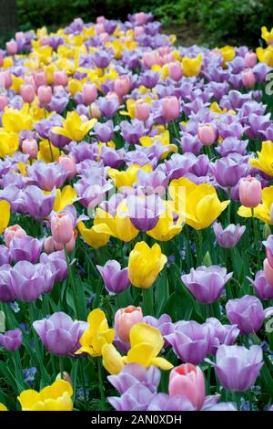 TULIPA 'GOLDEN OXFORD' 'MHILDE' 'Beauty' Banque D'Images