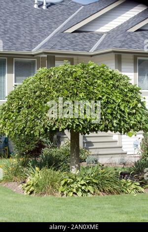 BETULA PENDULA YOUNGII- STANDARD Banque D'Images