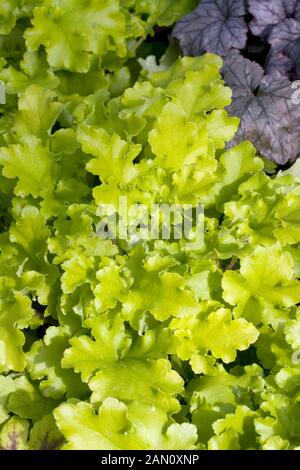 HEUCHERA 'Lime' Marmelade Banque D'Images