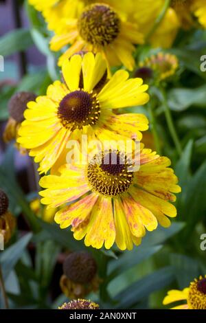 HELENIUM MARDI GRAS Banque D'Images