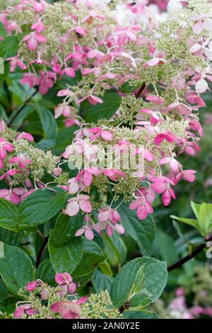 HYDRANGEA PANICULATA 'RUBY' Banque D'Images