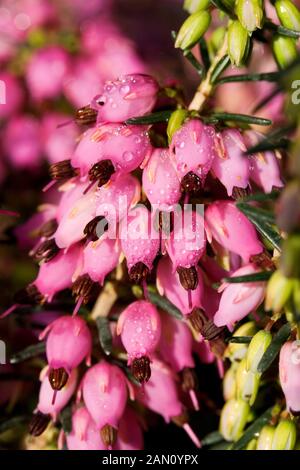 ERICA x darleyensis 'LENA' Banque D'Images