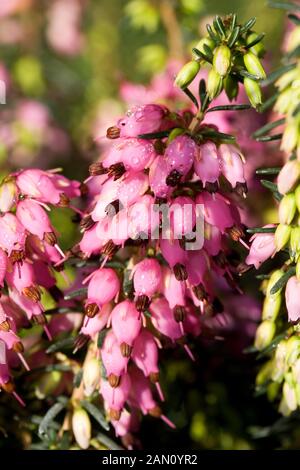 ERICA x darleyensis 'LENA' Banque D'Images