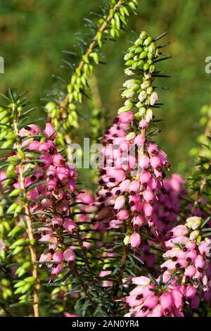 ERICA x darleyensis 'LENA' Banque D'Images