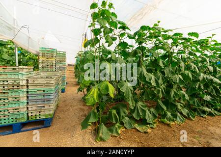 Culture commerciale de concombres de serre (Cucumis sativus), roquetas de mar, almeria, espagne Banque D'Images