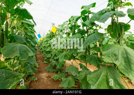 Culture commerciale de concombres de serre (Cucumis sativus), roquetas de mar, almeria, espagne Banque D'Images