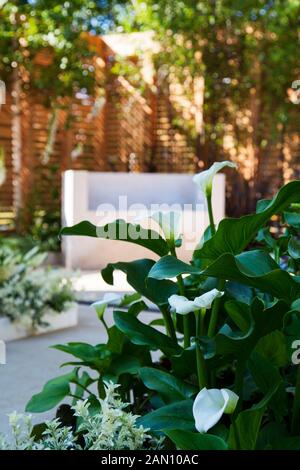 Août 1963 J'AI UN RÊVE - GARDEN DESIGNER STEPHEN RYAN UN RHS Hampton Court Flower Show. Célèbre 50 ANS DE PROGRÈS DANS L'intégration raciale et l'égalité DEPUIS MARTIN LUTHER KING'S CÉLÈBRE DISCOURS EN AOÛT 1963. Banque D'Images