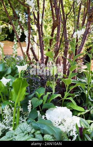 Août 1963 J'AI UN RÊVE - GARDEN DESIGNER STEPHEN RYAN UN RHS Hampton Court Flower Show. Célèbre 50 ANS DE PROGRÈS DANS L'intégration raciale et l'égalité DEPUIS MARTIN LUTHER KING'S CÉLÈBRE DISCOURS EN AOÛT 1963. Banque D'Images