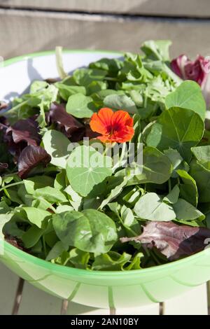 Bol à SALADE MIXTE AVEC DES POUSSES DE POIS ; SCAROLE bébé épinard Laitue Laitue niçoise BETTE BÉBÉ ET RADDICHIO AVEC FLEUR DE CAPUCINE COMESTIBLES (TROPAEOLUM) Banque D'Images