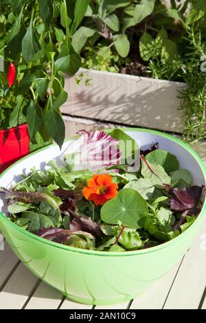 Bol à SALADE MIXTE AVEC DES POUSSES DE POIS ; SCAROLE bébé épinard Laitue Laitue niçoise BETTE BÉBÉ ET RADDICHIO AVEC FLEUR DE CAPUCINE COMESTIBLES (TROPAEOLUM) Banque D'Images