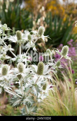 ERYNGIUM GIGANTEUM 'MISS WILLMOTTS GHOST" Banque D'Images