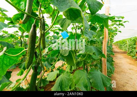 Culture commerciale de concombres de serre (Cucumis sativus), roquetas de mar, almeria, espagne Banque D'Images