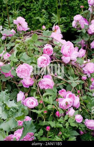 Le LAURENT PERRIER BICENTENAIRE JARDIN DESIGNER ARNE MAYNARD RHS Chelsea Flower Show 2012. ROSA REINE DES VIOLETTES. Banque D'Images