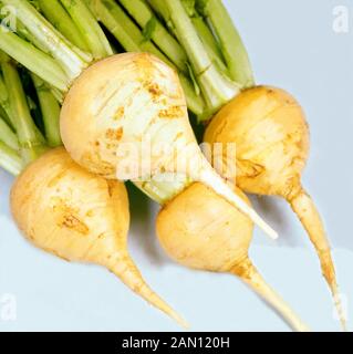 BRASSICA RAPA 'Golden Ball' (le navet 'Golden Ball') Banque D'Images