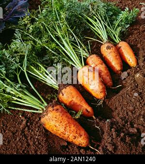 DAUCUS CAROTA SSP.. SATIVUS 'CHANTENAY" (CAROTTE 'CHANTENAY') Banque D'Images