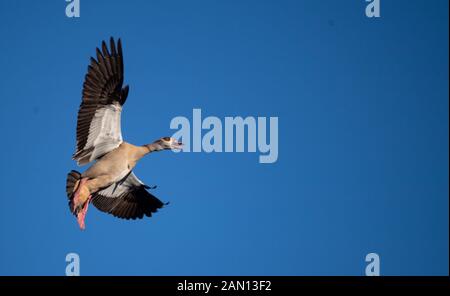 Stuttgart, Allemagne. 15 janvier 2020. Une oie du Nil vole devant un ciel bleu. Crédit: Marijan Murat/Dpa/Alay Live News Banque D'Images