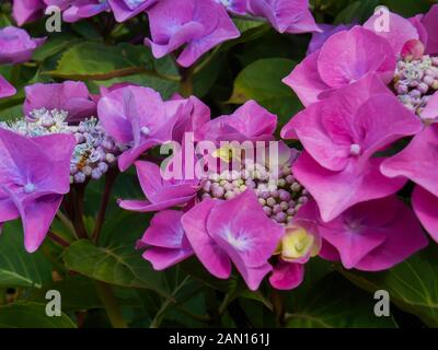 Hortensia (Hydrangea macrophylla) prises à Ostseebad Binz, Mecklenburg-Vorpommern, Allemagne Banque D'Images