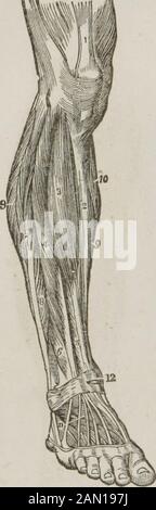 Anatomie et physiologie : conçu pour les académies et les familles . t du adducteur magnus. ID, Le gracilis. Le muscle 5 attire un membre par-dessus l'autre, comme un détoneur sur mesure lorsqu'il est assis sur l'hisbanquette. Les muscles (i. 7 et 8 tendez la jambe au genou. Les muscles 10 et 11 bendthe cuisse à la hanche. Les muscles 12, 1 j et 14 attirent un membre vers l'autre. Fig. 74. La région fémorale et glutale postérieure. 1, Le muscle fessier du gluteus,2 Le maximus du gluteus. 6, Le vaste externe. 4, la longue perle des biceps. 6.Sa tête courte. 6, Le Bemi-tendinosus. 7, Le semi-meinbranosus. 8, Le gracilis.9 Banque D'Images