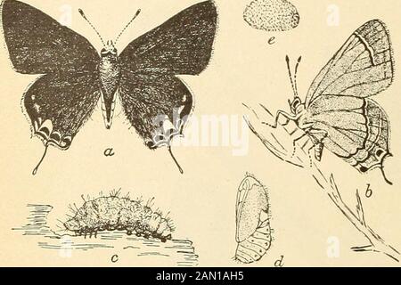 Rapport sur divers insectes de coton au Texas . r cette espèce semble être plutôt accidentelle, et la probablyse produit plus souvent où les champs sont weedy, ou où ils adjoinuncultivent des champs. INSECTES AFFECTANT LES FRUITS. LE BORER CARRÉ EN COTON. ( Uranotes melinus Hbn. Fig. 23.) Histoire.—Dans les deux brèves comptes économiques de cette espèce alreadypublique0, il a été considéré comme un ennemi des haricots et du houblon, aucune référence à ce ravageur de coton n'a été trouvée. Mally a enregistré les mêmes habitsde CaVycopis cecrqps Fab.{Theda pceas Hbn.),^ anddepuis lors une grande partie de l'urydue inj à meli Banque D'Images