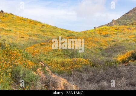 Paysage de printemps pittoresque orange lumineux vibrant vif golden coquelicots de Californie, saisonniers des plantes indigènes dans les nuages et le ciel Banque D'Images