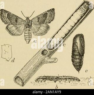 Rapport sur divers insectes de coton au Texas . * travail d'Oncideres cingulata sur Des Tiges de coton.[Ces illustrations-, allant de gauche à droite, -comment étapes plus tôt et plus tard dans la girdling pp IAPAIPEMA NTTELA 39 OBTHOSOMA BRUNNEUM Forst. Une larve, probablement de cette espèce, a été envoyée au Bureau De L'Ento-mologie par le professeur Wilmon Newell, de Villa Rica, Géorgie, où il a été déclaré être ennuyeux dans les bases de la tige de coton croissante, [t isprobable que cette blessure est plus ou moins accidentelle. La larve travaille en bois mort, et peut-être là où le bois mort s'est produit dans le champ de thecotton et était charrue Banque D'Images