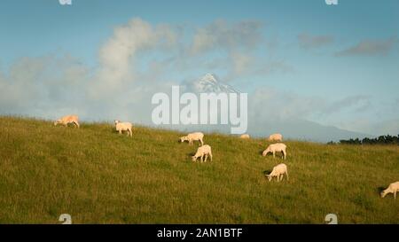 La tonte des moutons paissant nouvellement sur les vertes collines avec Mt Taranaki dans la distance Banque D'Images