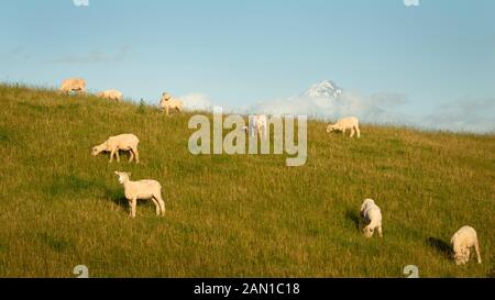 La tonte des moutons paissant nouvellement sur les vertes collines avec Mt Taranaki dans la distance Banque D'Images