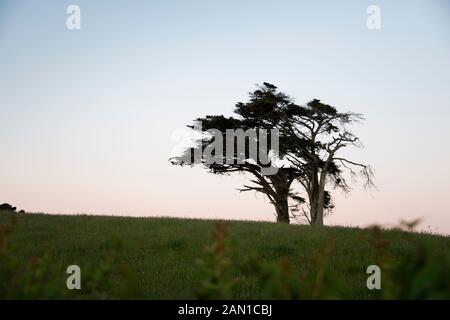 Un grand cyprès debout sur le haut de la colline parlementaire à Taranaki au coucher du soleil Banque D'Images