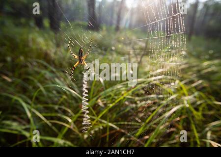 Spider dans les bois en Caroline du Sud. Banque D'Images