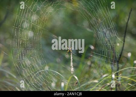 Spider dans les bois en Caroline du Sud. Banque D'Images