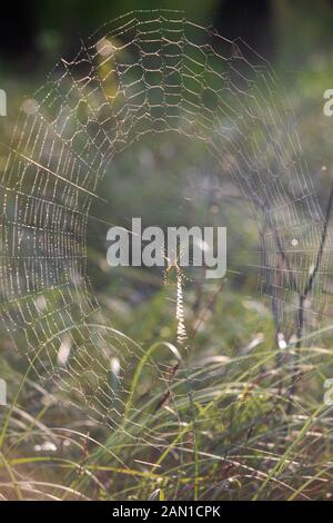 Spider dans les bois en Caroline du Sud. Banque D'Images