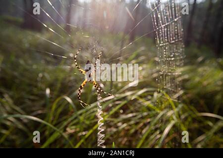 Spider dans les bois en Caroline du Sud. Banque D'Images