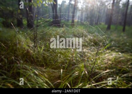 Spider dans les bois en Caroline du Sud. Banque D'Images